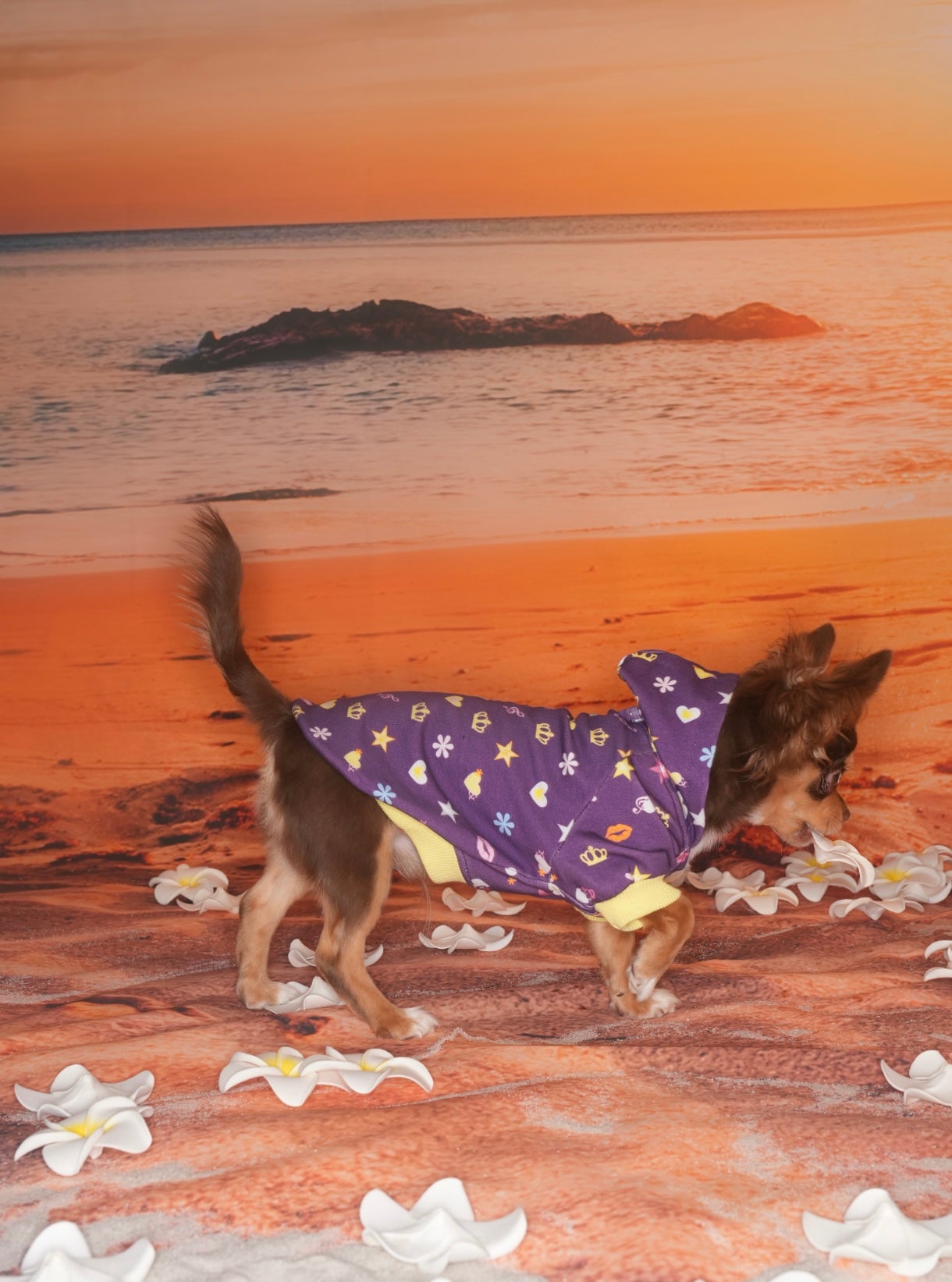 Mini Pop King Pet Hoodie