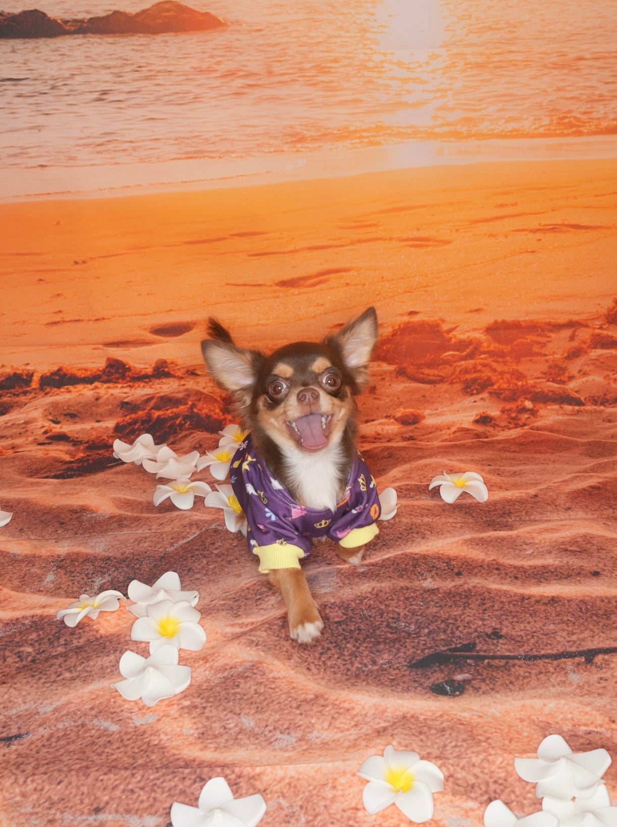Mini Pop King Pet Hoodie