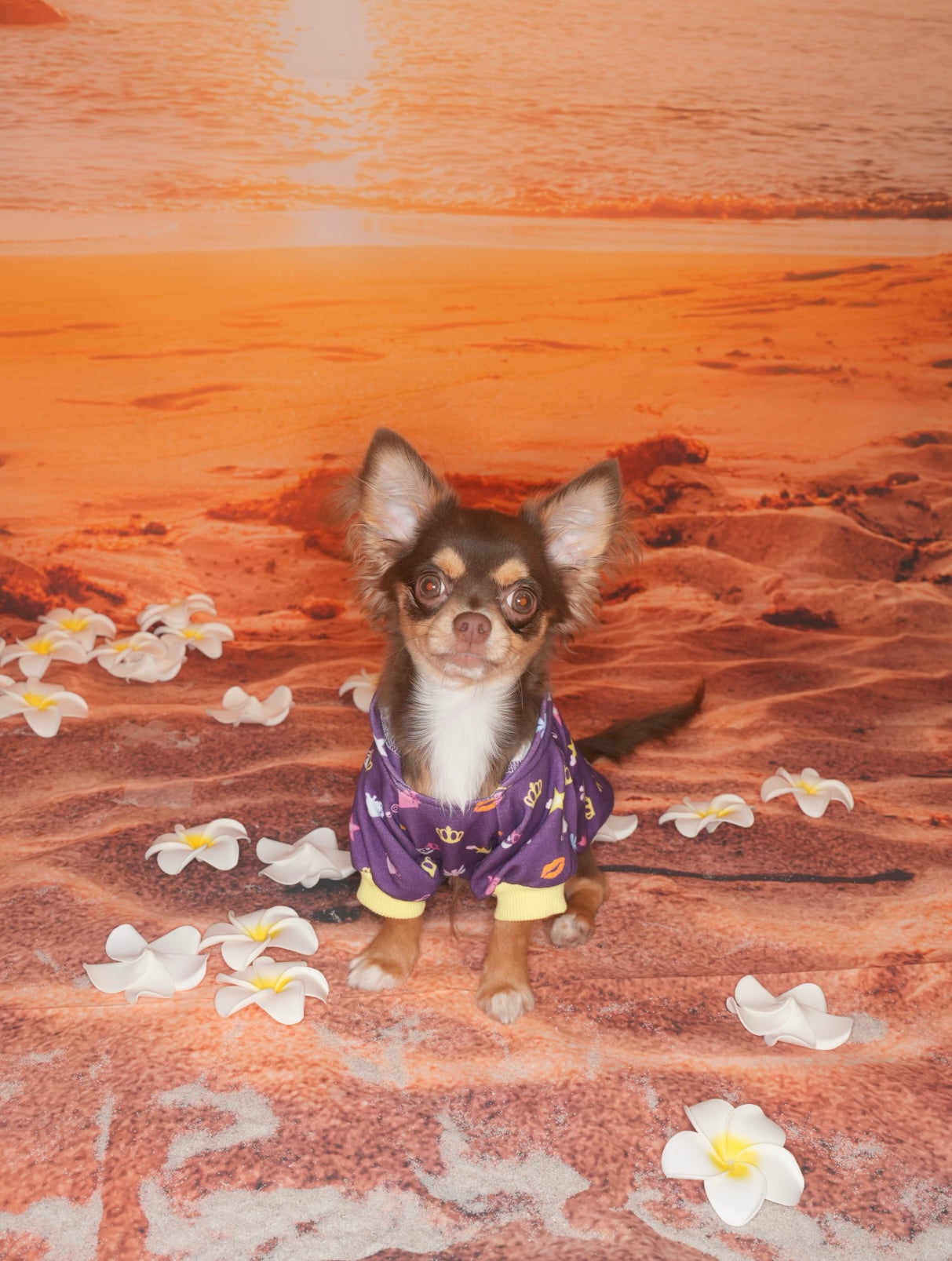 Mini Pop King Pet Hoodie